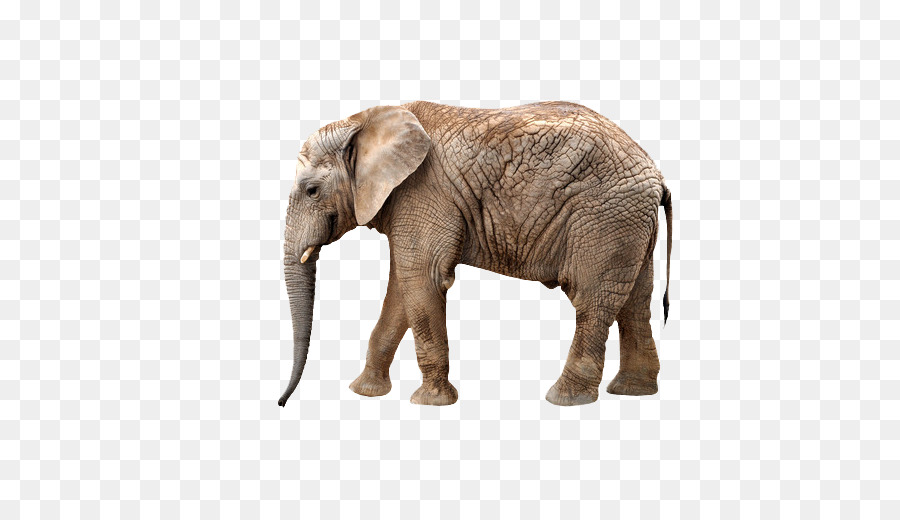 Gajah Afrika Bush，Okapi PNG