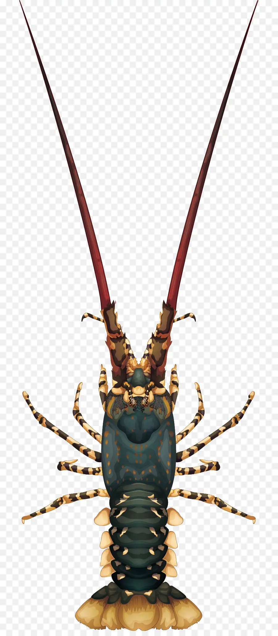 Lobster，Krustasea PNG