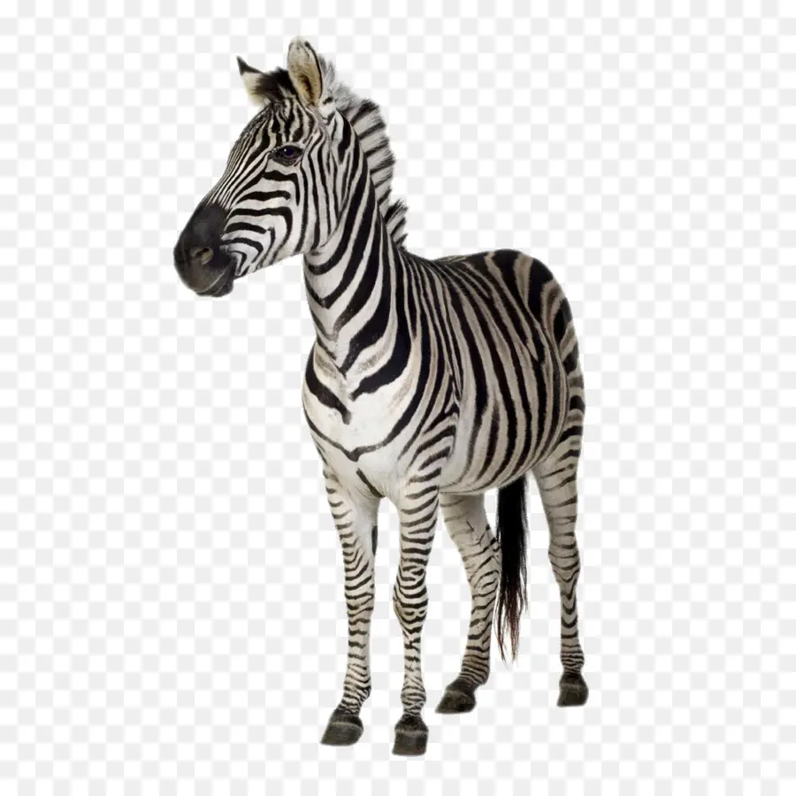 Zebra，Garis Garis PNG