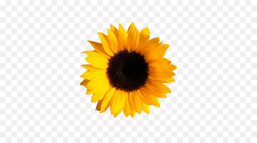Kansas，Umum Bunga Matahari PNG