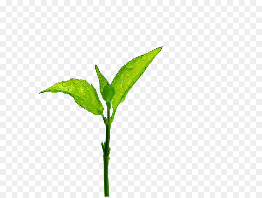 daun teh daun gradasi cabang gambar png daun teh daun gradasi cabang gambar png