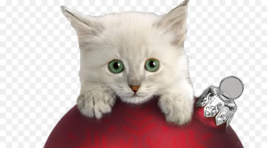 Kucing，Natal Kucing PNG