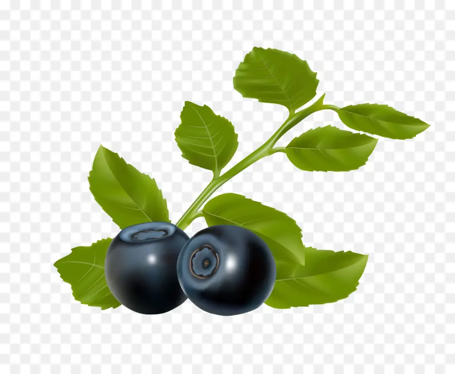 Blueberry，Daun Daun PNG