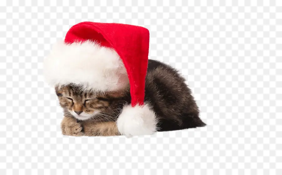 Kucing，Santa Claus PNG