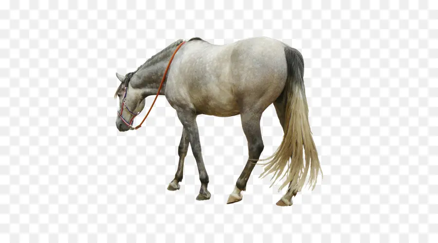 Andalusia Kuda，Kuda Arab PNG