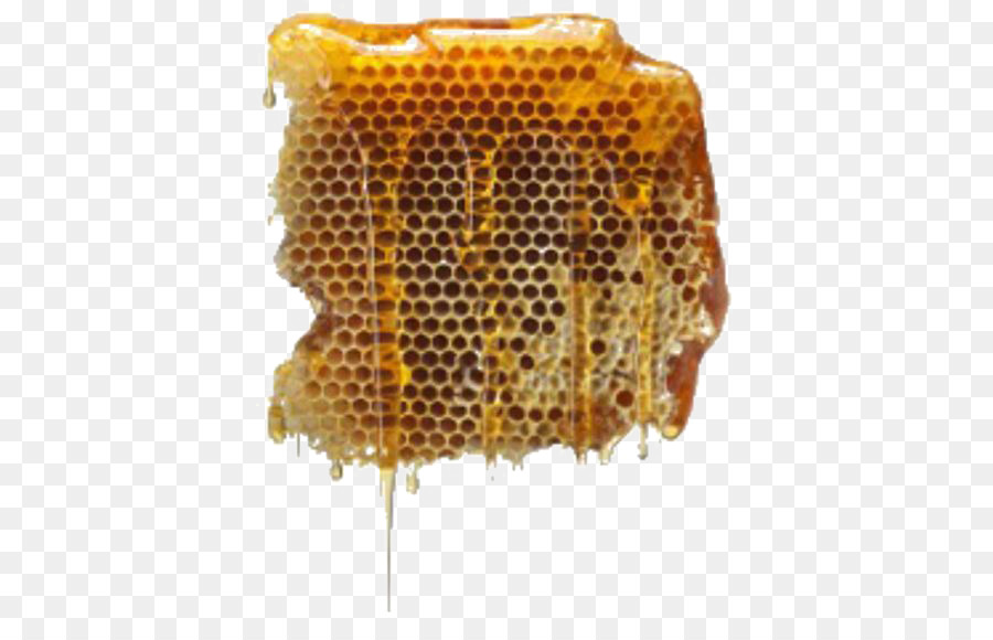  Lebah  Madu Sarang Lebah  gambar png