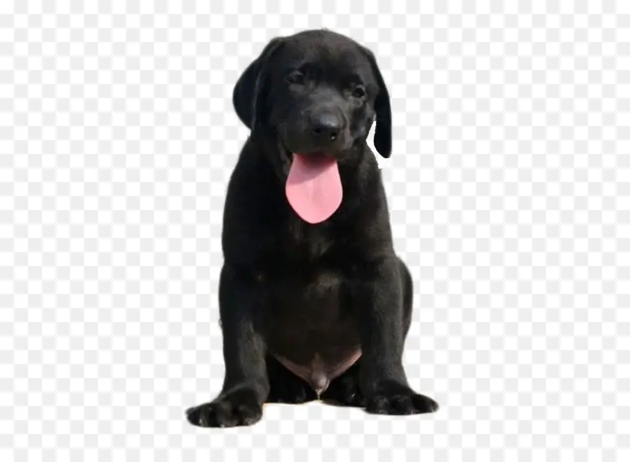 Labrador Retriever，Patterdale Terrier PNG