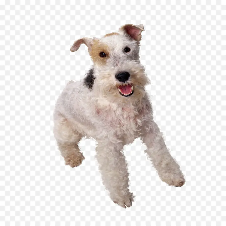 Kawat Rambut Rubah Terrier，Yorkshire Terrier PNG