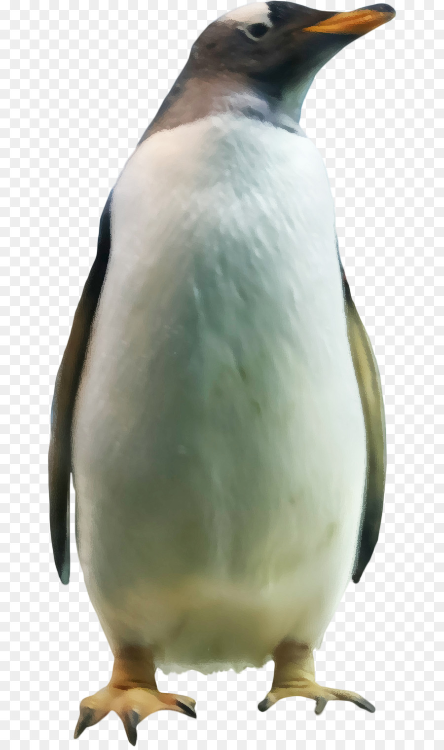 Raja Penguin，Penguin PNG