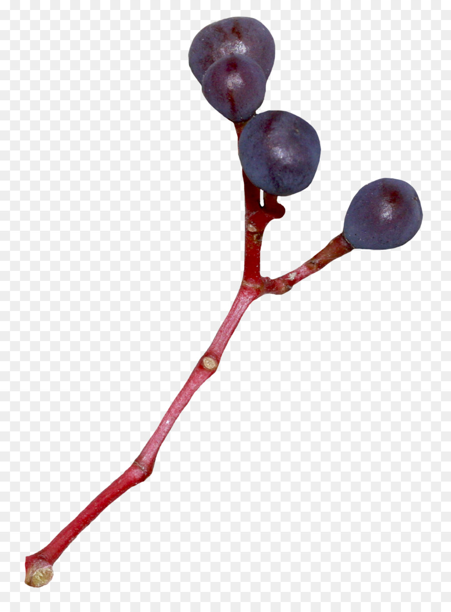 Buah，Blueberry PNG