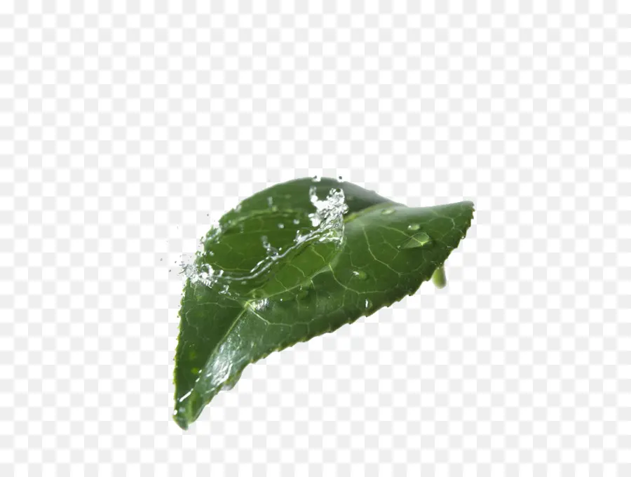 Daun Dengan Air，Daun PNG