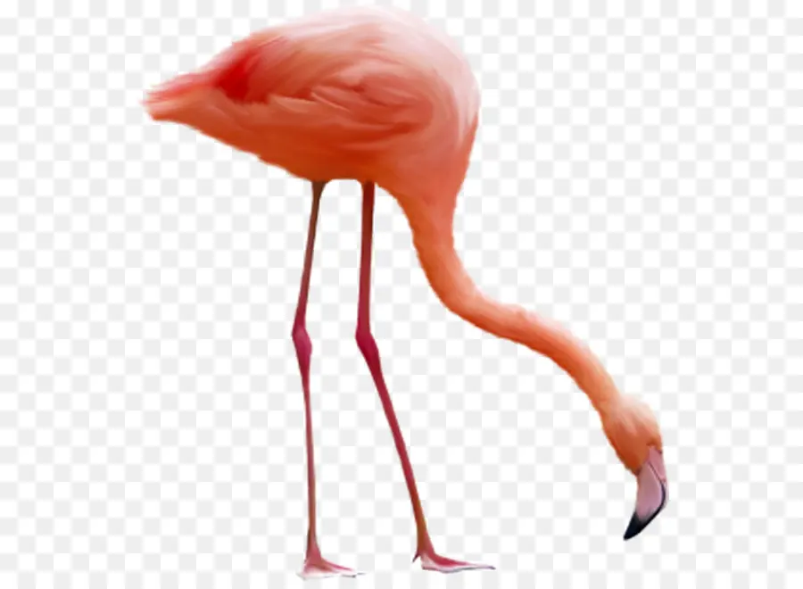 Flamingo Merah Muda，Kedudukan PNG