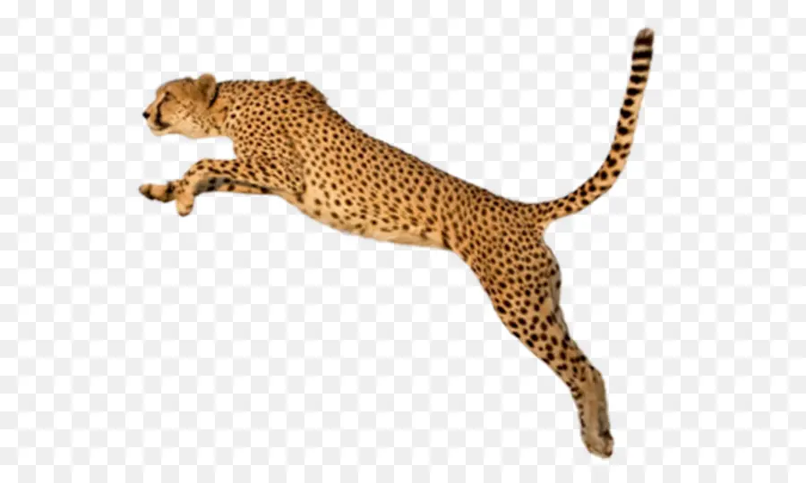 Sepatu Cheetah，Raja Cheetah PNG