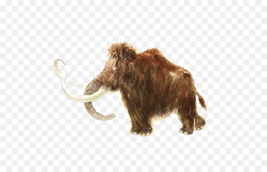 Rouffignac Gua，Wol Mammoth PNG