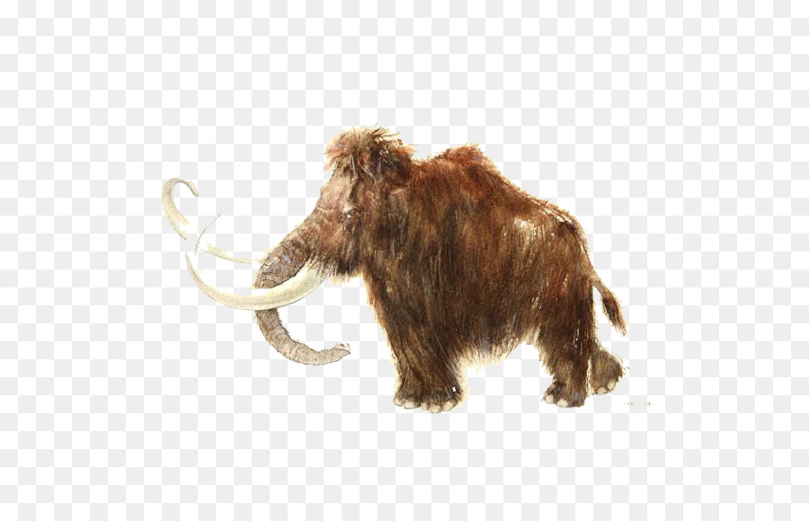 Wol Mammoth Gajah Afrika Tato Gambar Png