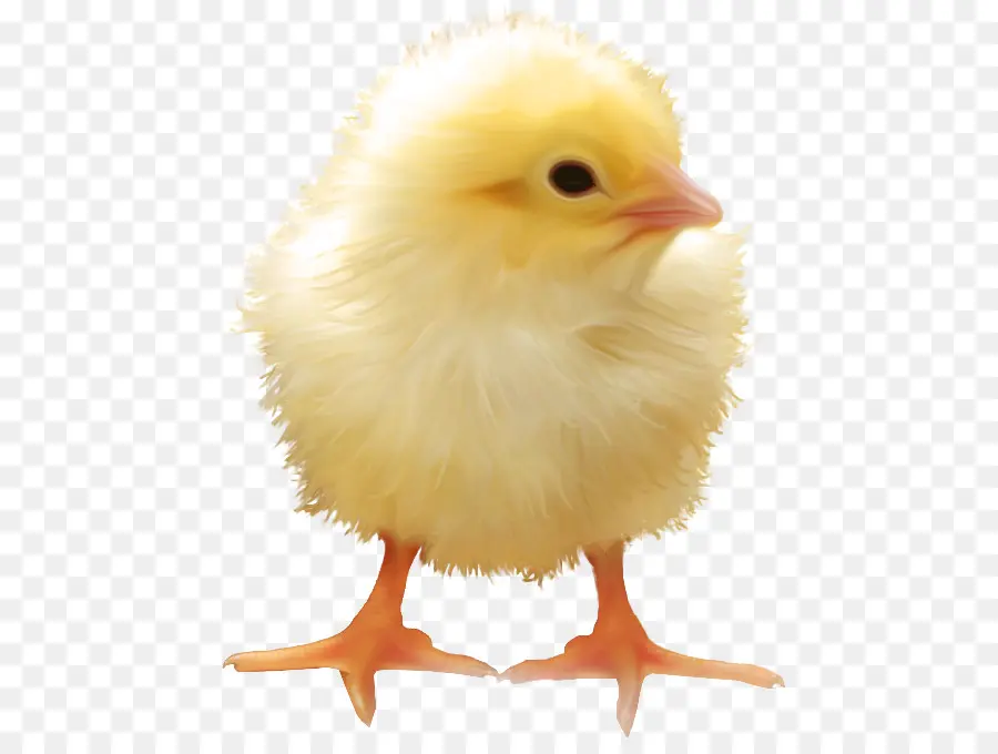 Yellowhair Ayam，Fotografi PNG