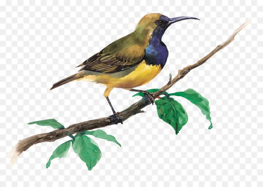 Burung，Domestik Canary PNG