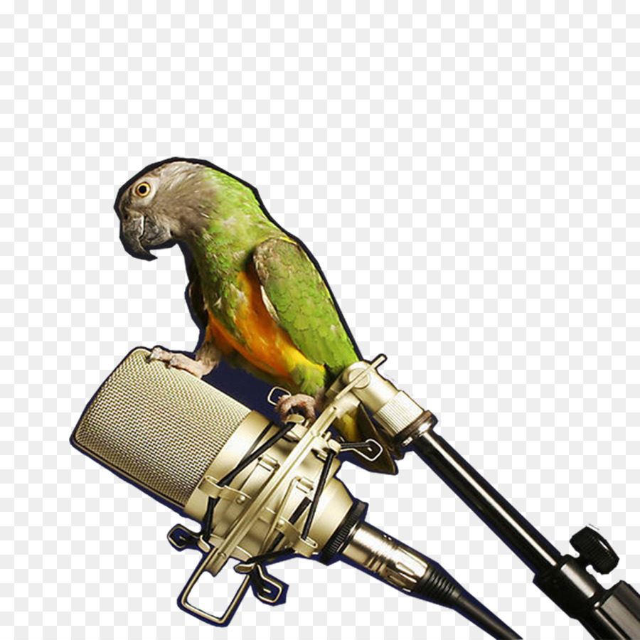 Mikrofon，Burung Beo PNG