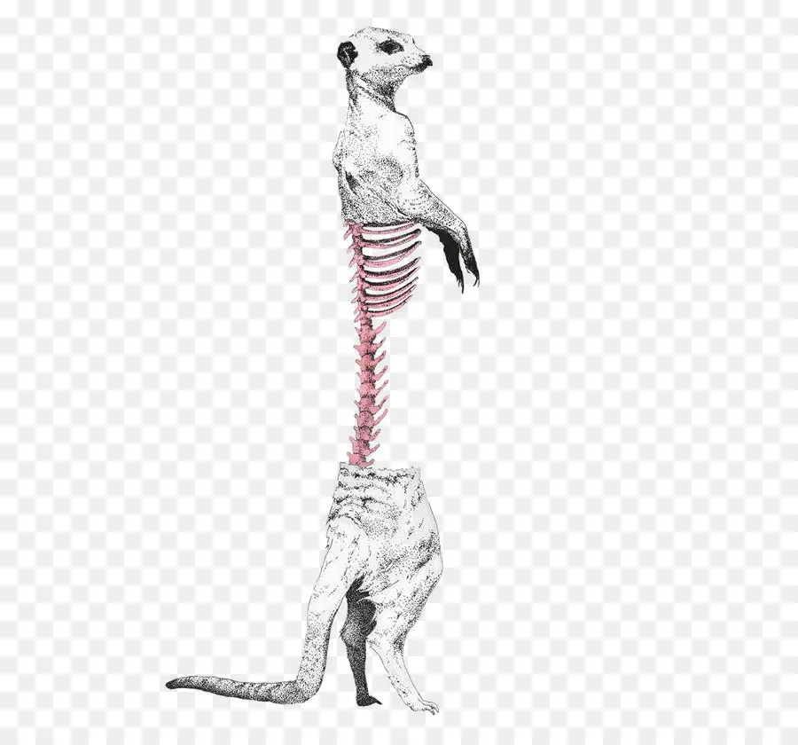 Kerangka Meerkat，Kerangka PNG