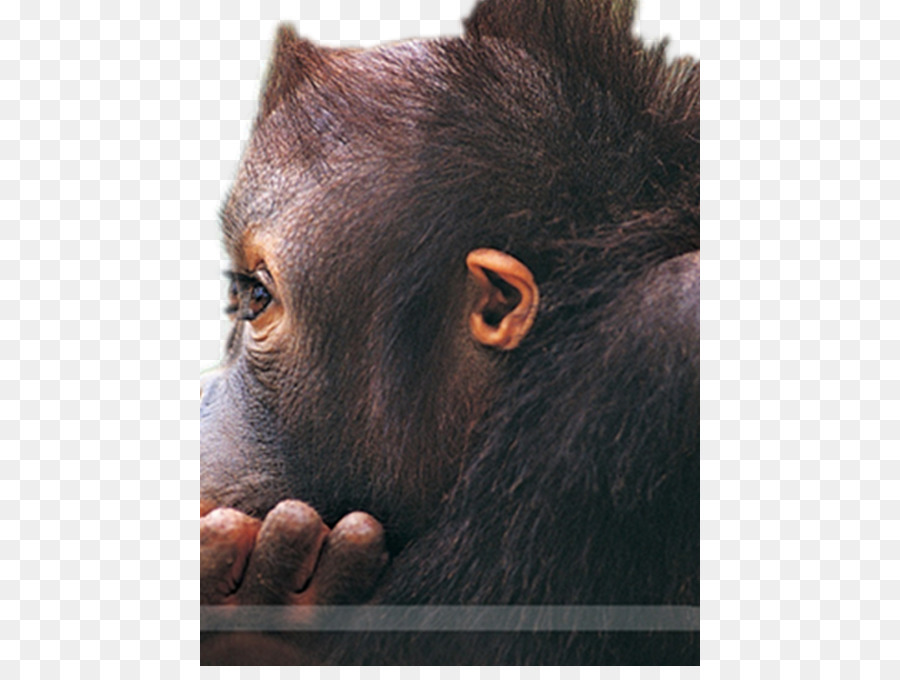 Gorila，Orangutan PNG