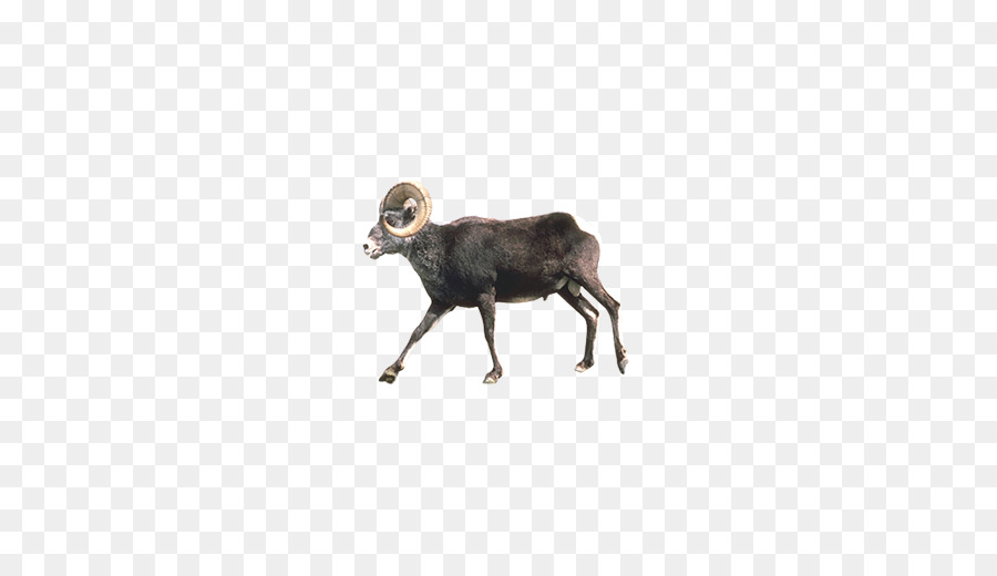 Domba，Bighorn Domba PNG