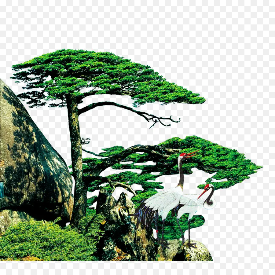 Cina，Pinus PNG