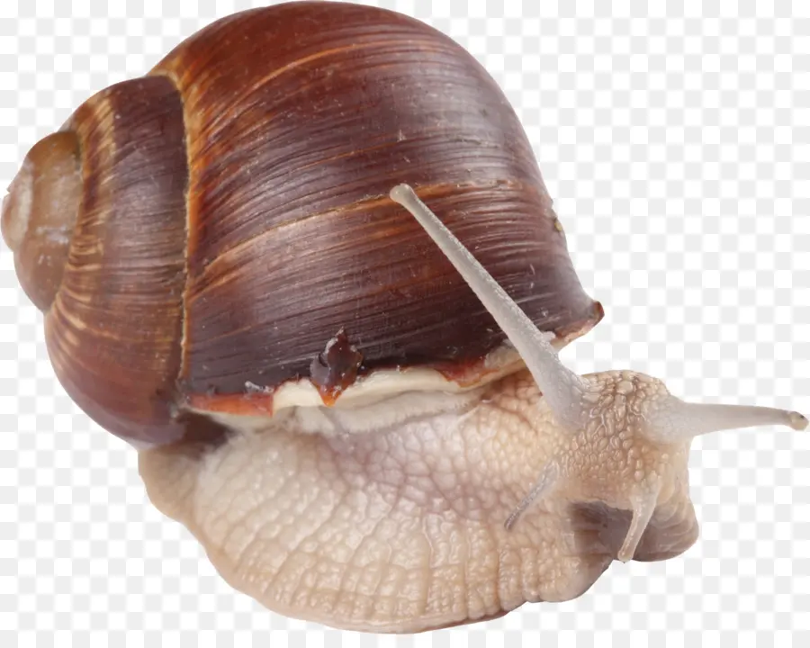 Siput，Moluska PNG