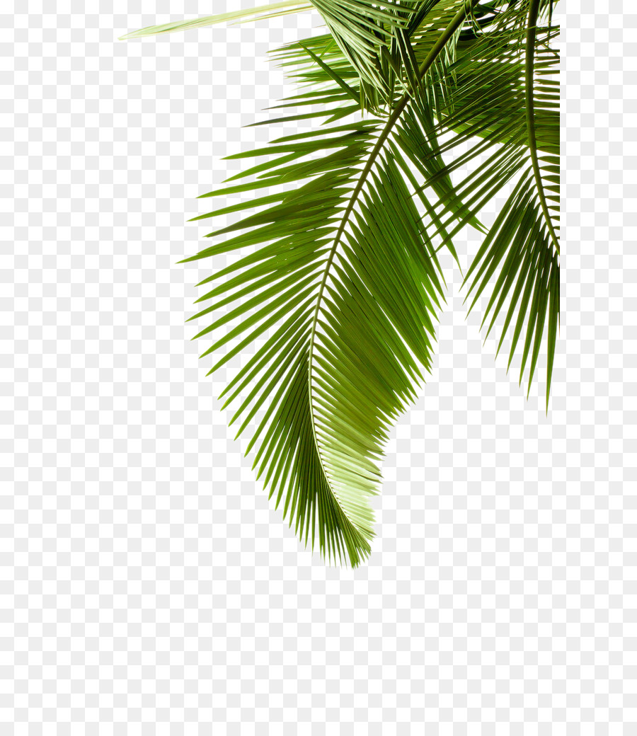 Kertas Arecaceae Daun  gambar png