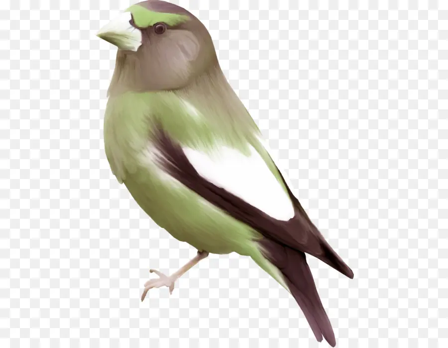 Burung，Finch PNG