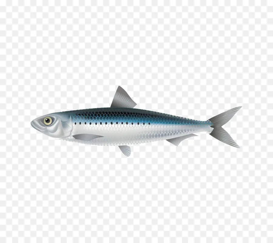 Ikan，Ikan Sturgeon PNG