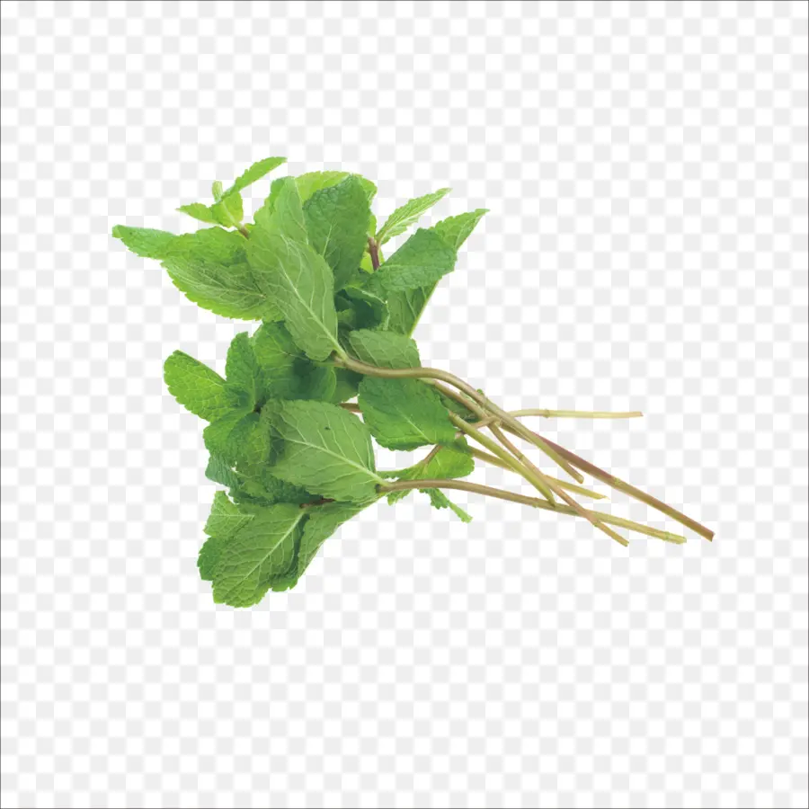 Daun Mint Hijau，Herba PNG