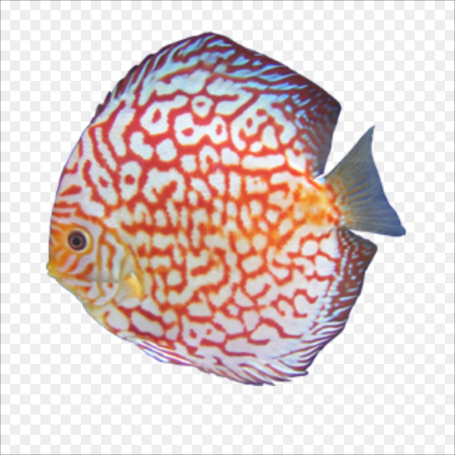 Ikan Berwarna Warni，Akuatik PNG