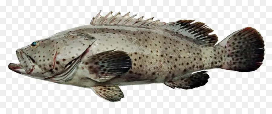 Percoidei，Ikan Nila PNG