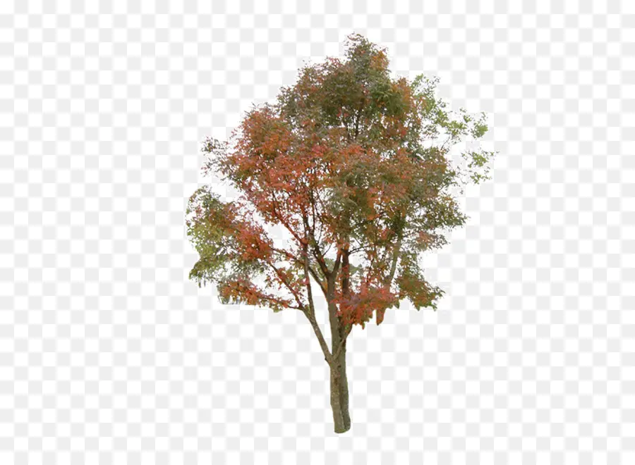 Pohon，Informasi PNG