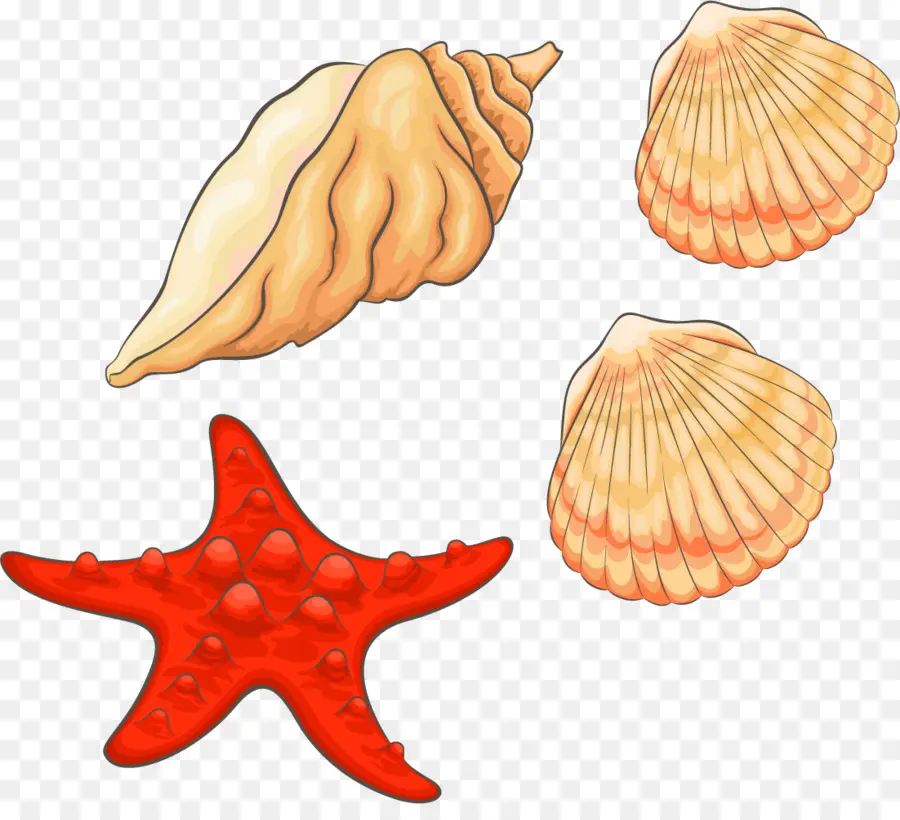 Kerang Dan Bintang Laut，Laut PNG