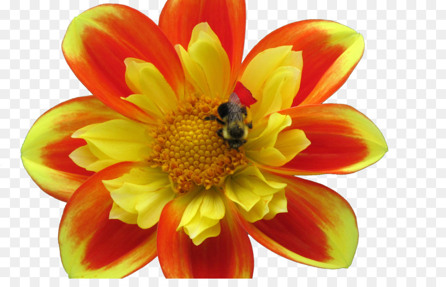 Lebah Madu，Apidae PNG