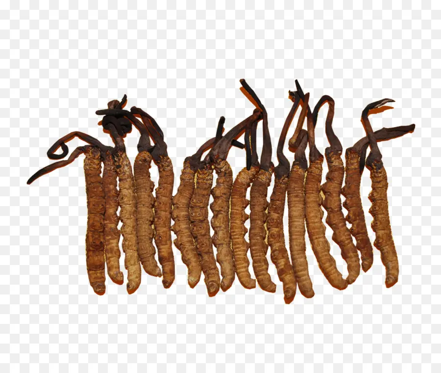 Cordyceps，Jamur PNG