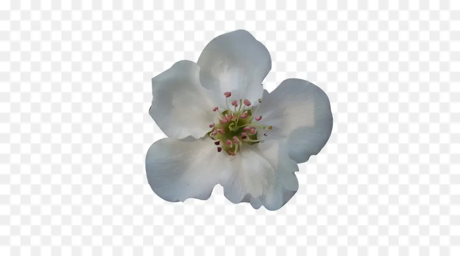 Blossom，Kelopak PNG