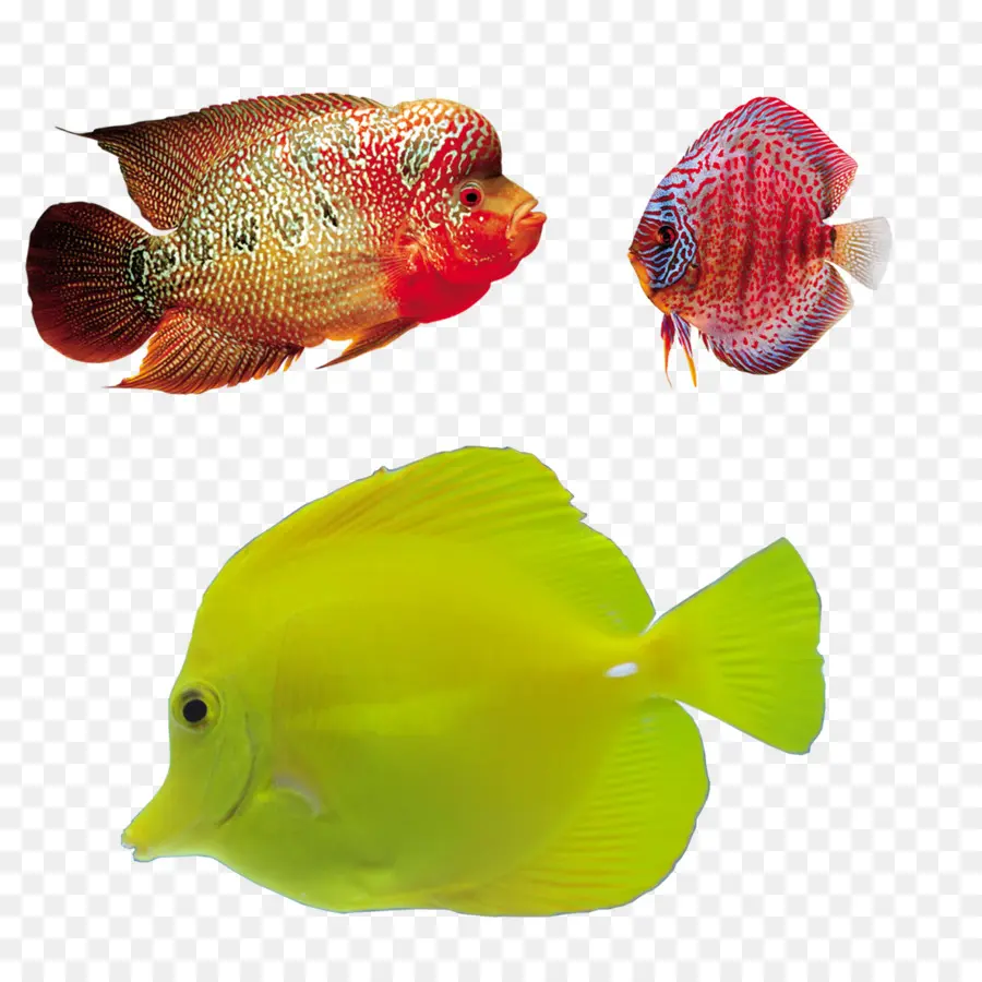 Remang，Ikan Laut PNG