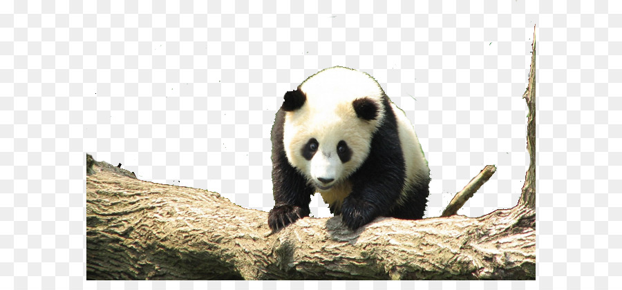 Panda，Pohon PNG