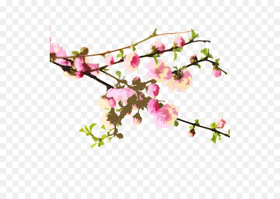 Sakura，Persik PNG