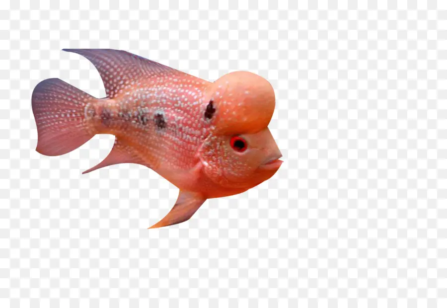 Ikan，Laut Dalam PNG