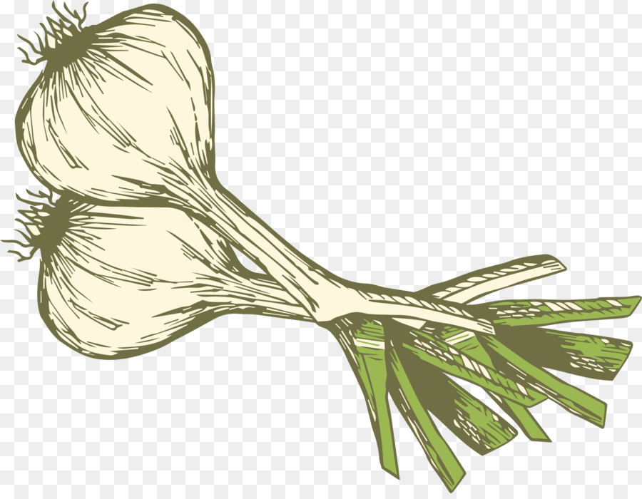 Bawang Putih，Sayuran PNG
