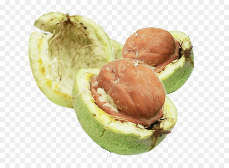 Kacang，Kenari PNG