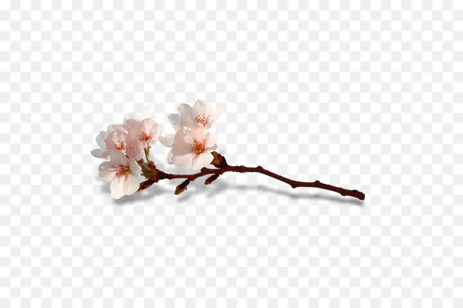 Blossom，Bunga PNG