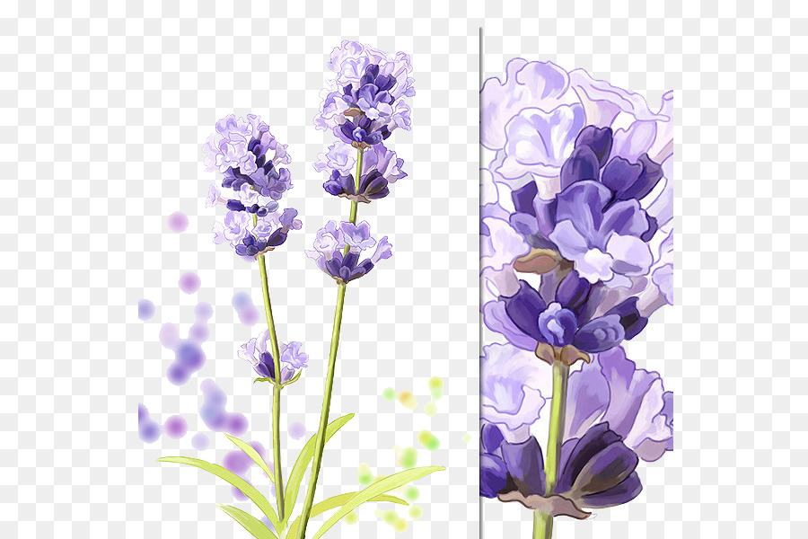 Gambar Bunga Lavender Kartun  Kumpulan Gambar Bunga 