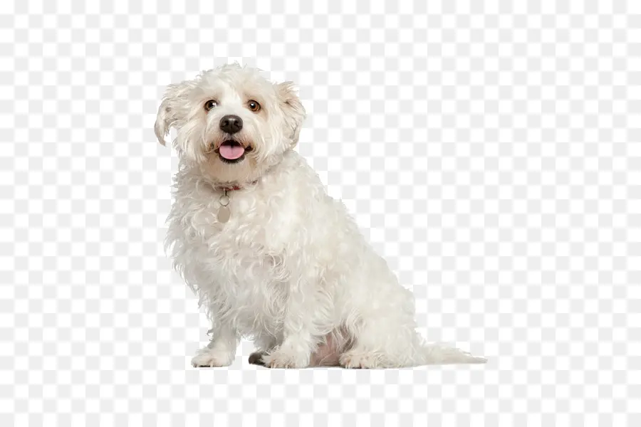 Anjing Maltese，Pudel PNG