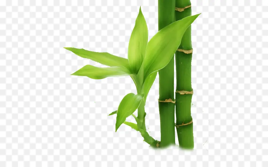 Bambu，Resolusi Layar PNG
