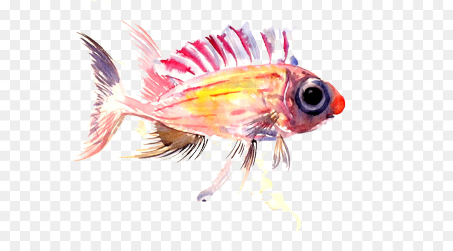 Pink，Ikan PNG