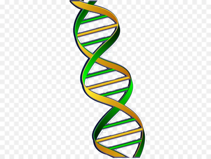 Untai Dna，Genetika PNG